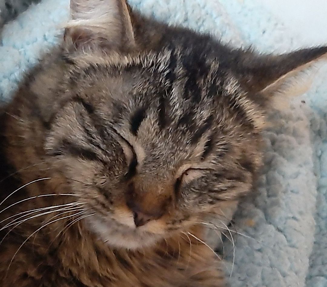 Foto meiner flauschigen kleinen Maine-Coon Katze
